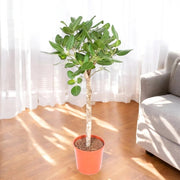 Gardenaria Ficus benghalensis - Pianta da interno ornamentale Altezza: 100 cm (vaso 27)