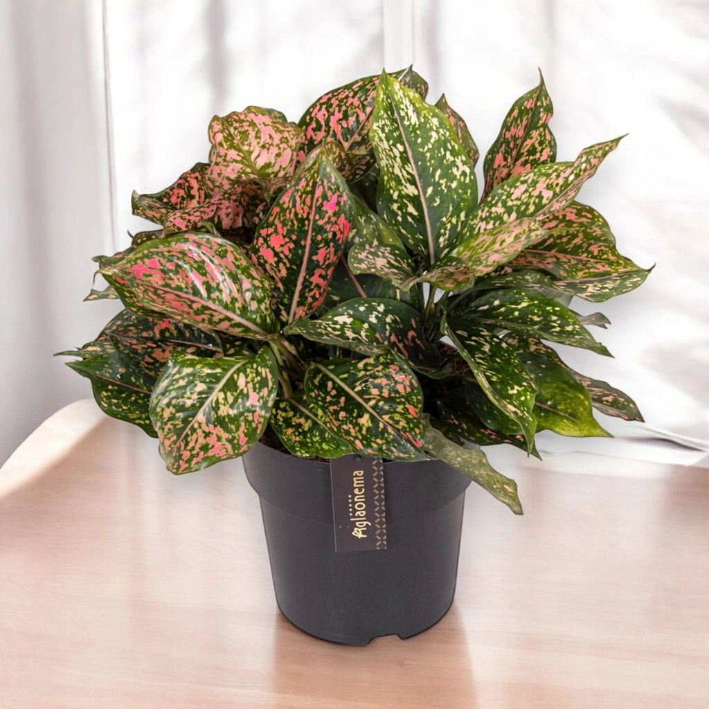 Gardenaria Aglaonema 'Pink Leopard' - Pianta da interno ornamentale Altezza: 40 cm (vaso 12)