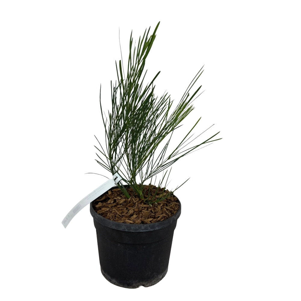 Pianta di Mimosa 4 Stagioni Profumata Gialla ACACIA RETINOIDES vaso 18cm AMDGarden