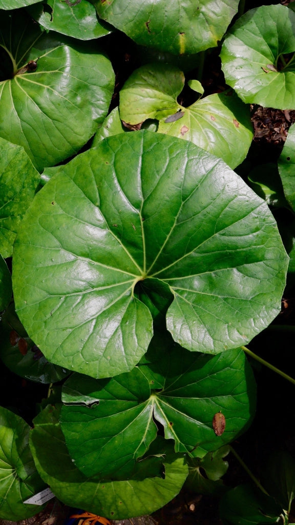 FARFUGIUM JAPONICUM (LIGULARIA) VARIEGATO VASO 24