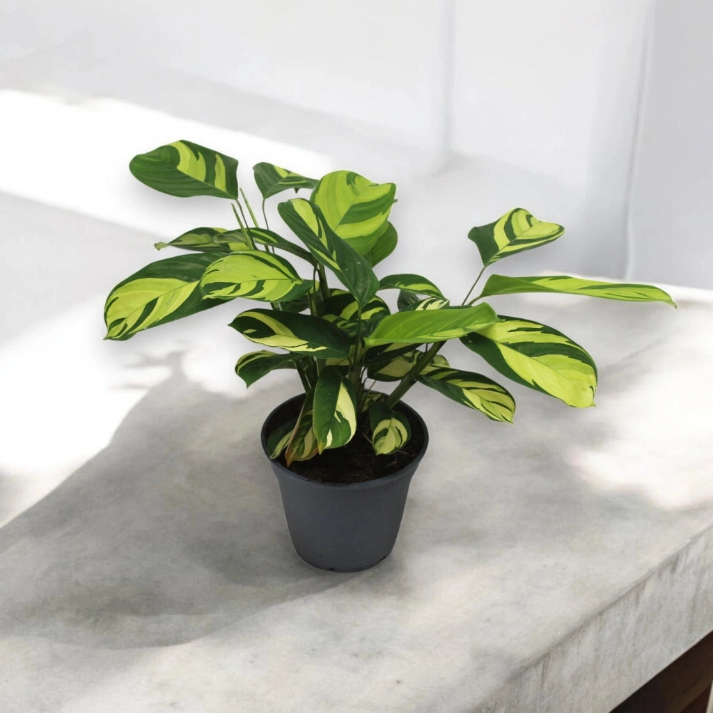 Gardenaria Ctenanthe pilosa 'Golden mosaic' - Pianta da interno ornamentale Altezza: 45 cm (vaso 17)