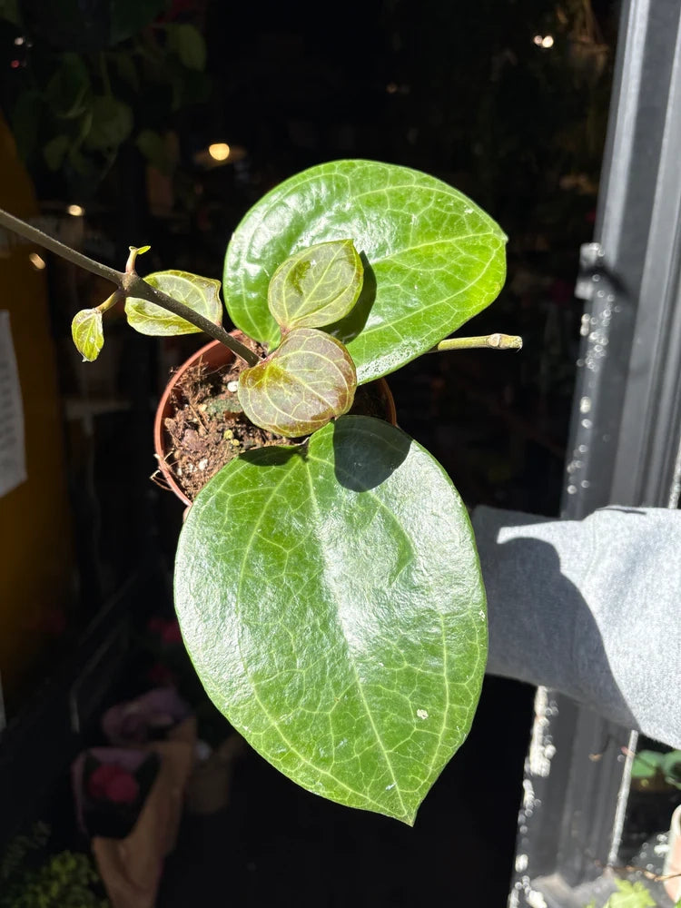 Hoya Overing Sarawak Cream Pianta Tropicale da Collezione Vaso 10,5