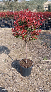 PHOTINIA FRASERI ALB.27 1/4 FUSTO LITTLE RED ROBIN