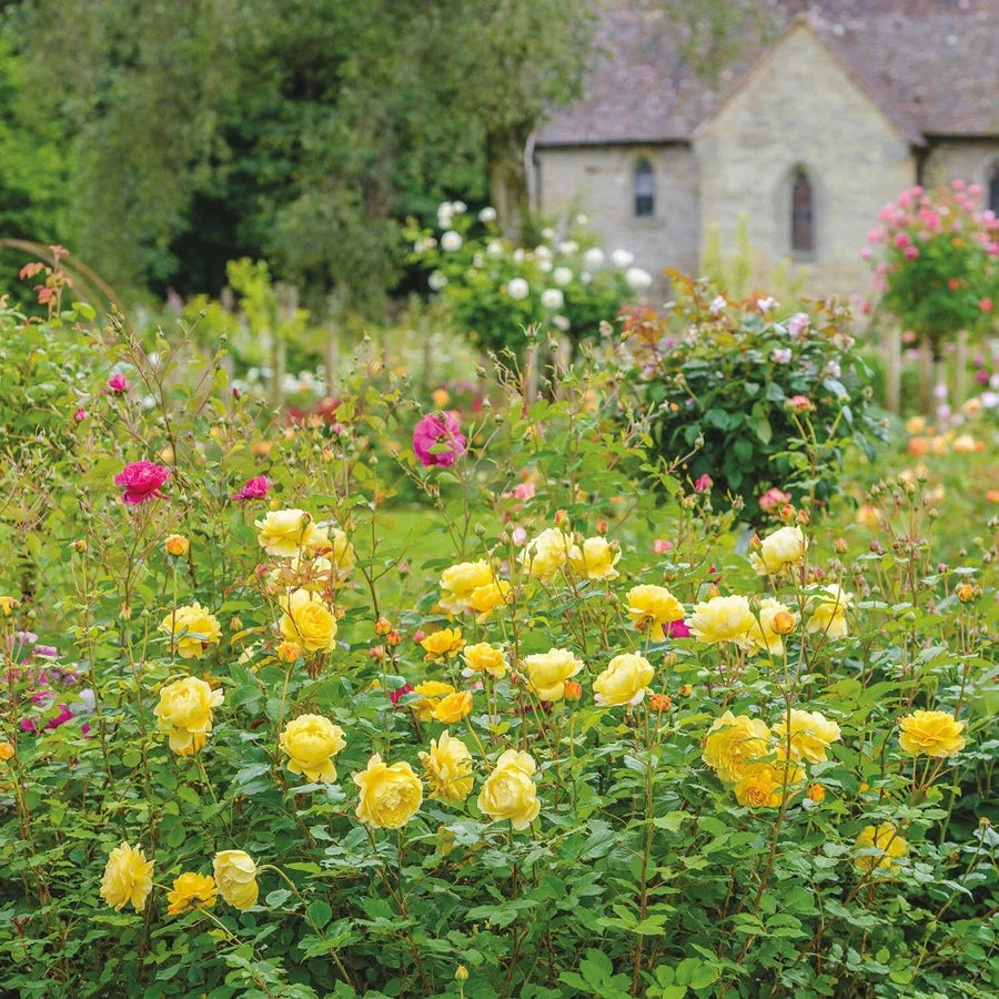 Gardenaria Rosa 'The Poets Wife' - Rosa da giardino Altezza: 40/50 cm (vaso20)