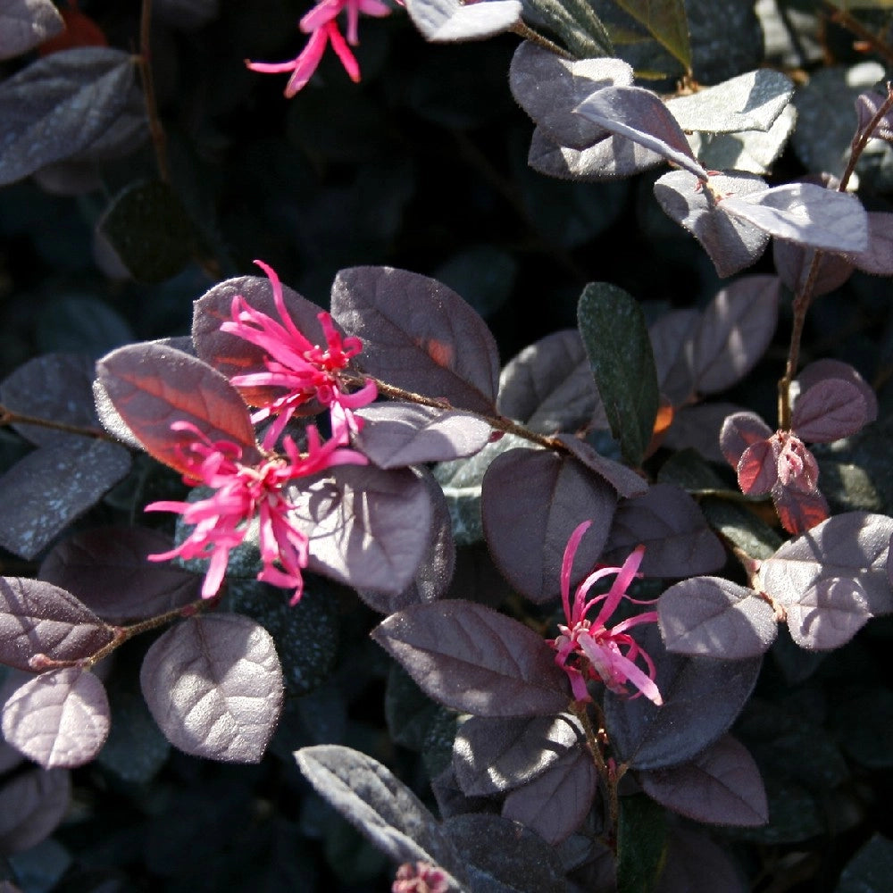 Pianta di LOROPETALUM FIRE DANCE alberello LOROPETALO Alberetto Vaso 20Cm H90CM