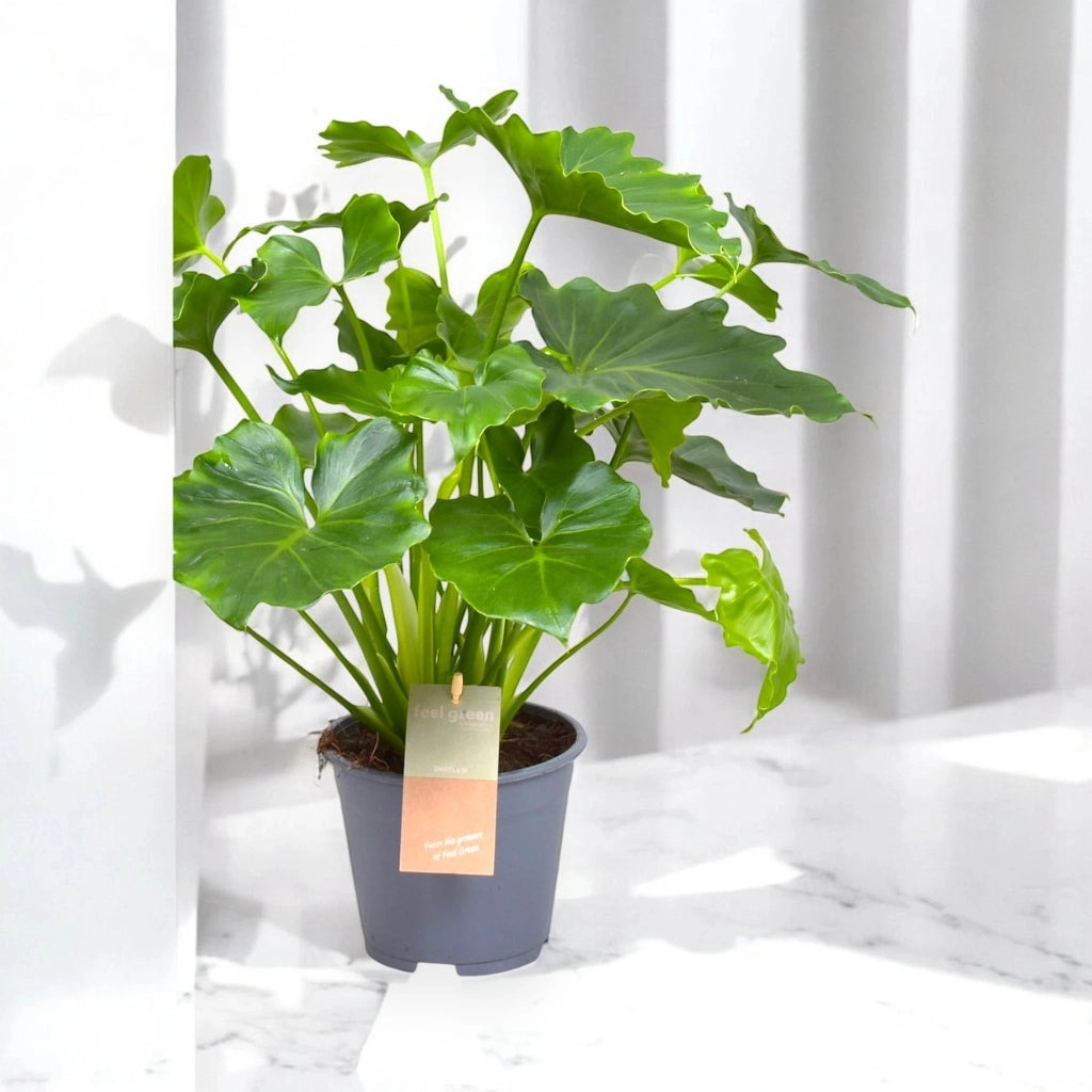 Gardenaria Philodendron bipinnatifidum 'Shangri-la' - Pianta da interno ornamentale Altezza: 35 cm (vaso 14)