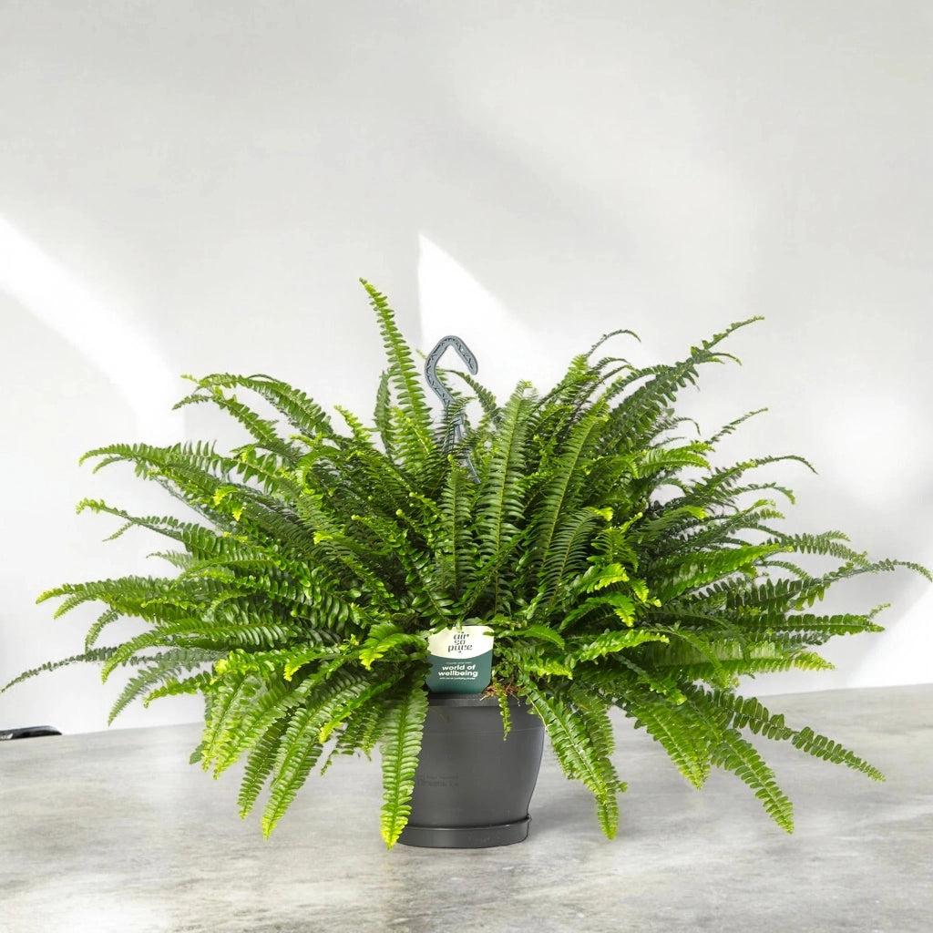 Gardenaria Nephrolepis exaltata 'Green lady' - Pianta da interno ornamentale Altezza: 45 cm (vaso 17)