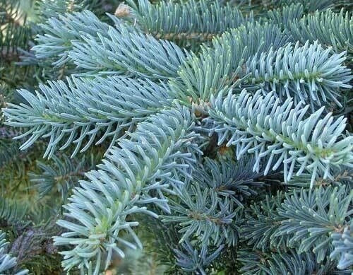 Pino argentato – Abete costeriano (Abies concolor) - H 70/80 cm foto reali