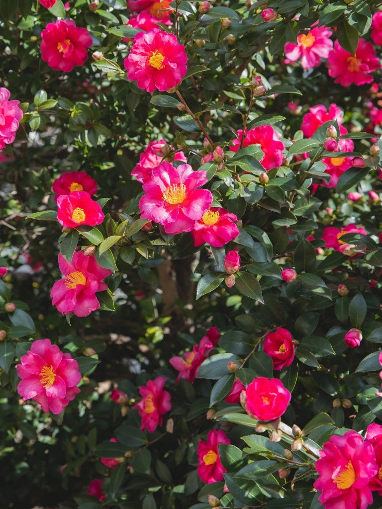 CAMELIA SASANQUA PIRAMIDE H 180/200 CM VASO 45