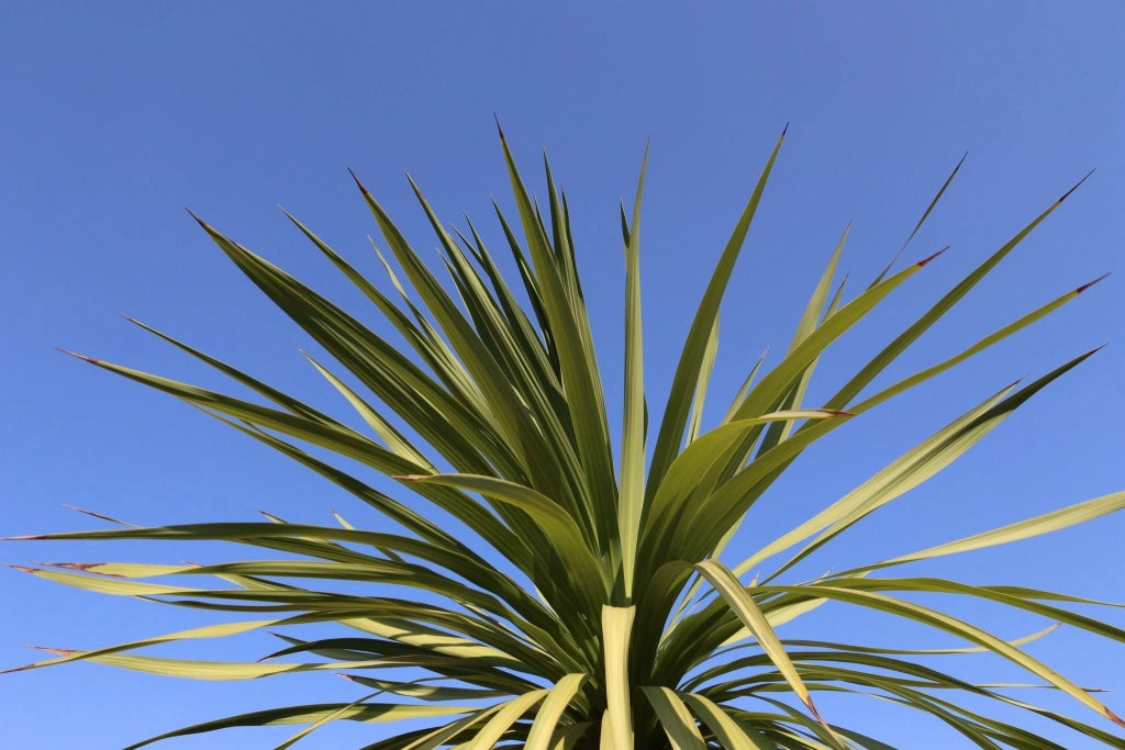 DRACAENA INDIVISA (CORDILINE) TRONCO SINGOLO VASO 70