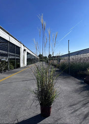 Gardenaria Miscanthus sinensis 'Zebrinus' - Graminacea ornamentale da esterno Altezza: 60 cm (vaso 17)