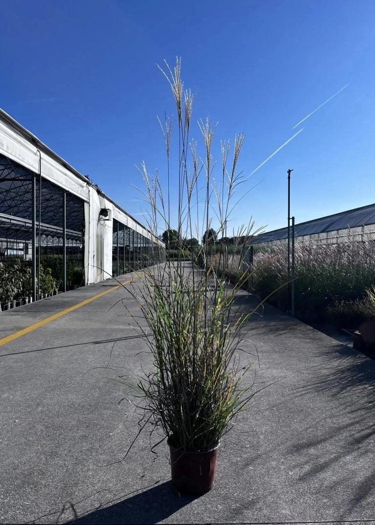 Gardenaria Miscanthus sinensis 'Zebrinus' - Graminacea ornamentale da esterno Altezza: 60 cm (vaso 17)