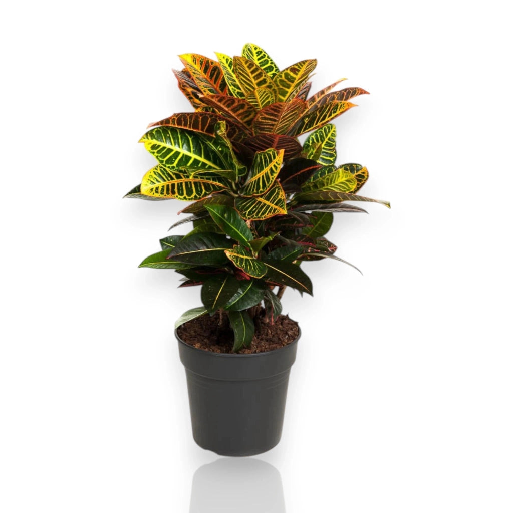 Gardenaria Codiaeum variegatum 'Petra' - Pianta da interno ornamentale Altezza: 50 cm (vaso 17)