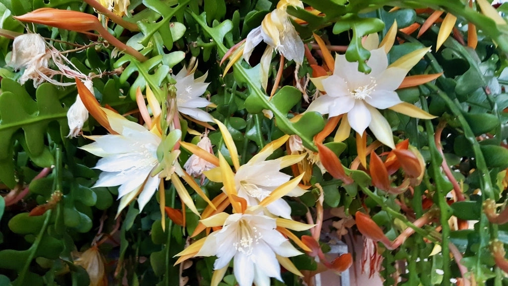 Epiphyllum anguliger Fishbone cactus foto reali vaso 12cm