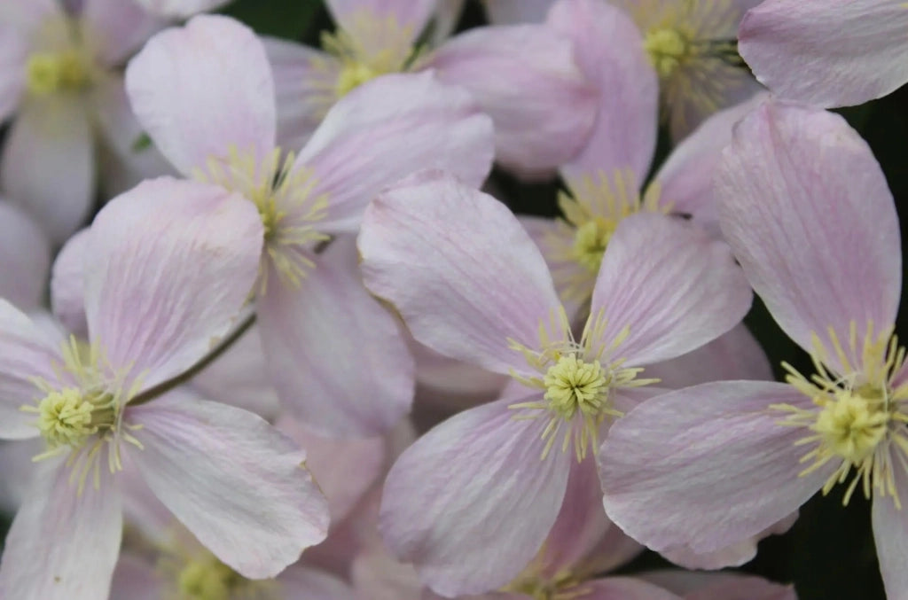 Gardenaria Clematis montana 'Rubens' - Pianta rampicante ornamentale da esterno Altezza: 100/125 cm (vaso19)