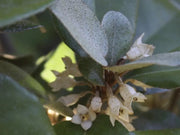 Gardenaria Elaeagnus × ebbingei - Arbusto ornamentale da giardino Altezza: 125/175 cm (vaso24)