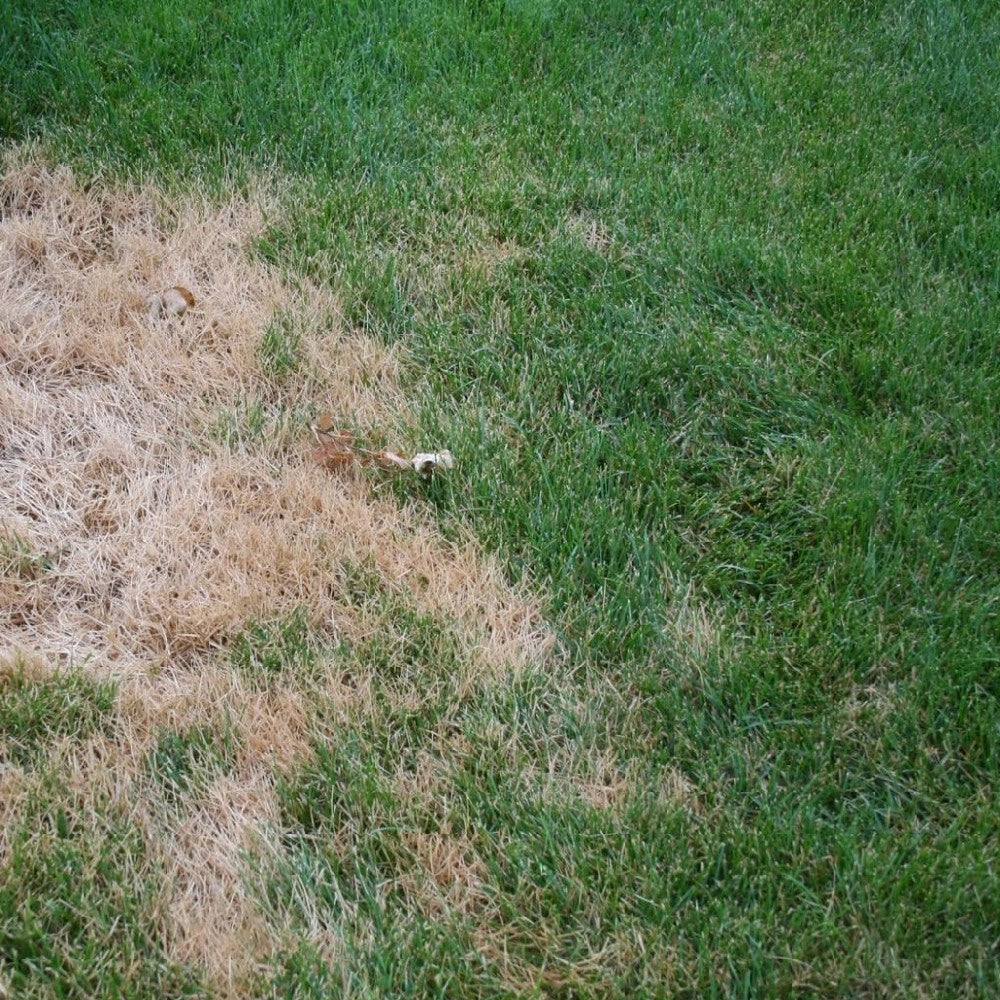 SEMI PER RIGENERAZIONE PRATO macchie chiazze del prato REPLAY 1,2 KG HERBATECH