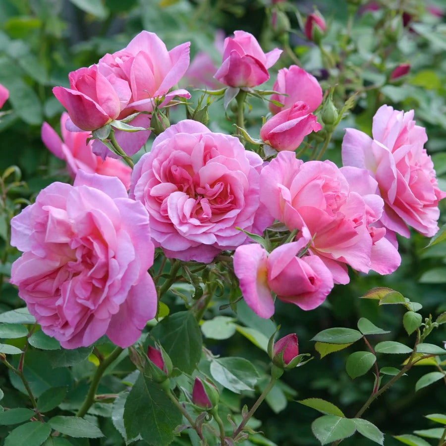 Gardenaria Rosa 'Hyde Hall' - Rosa da giardino Altezza: 40/50 cm (vaso20)