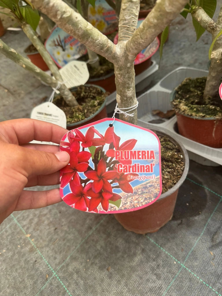 Pianta di plumeria frangipane 'cardinal', vaso 15cm h 50cm, foto reale