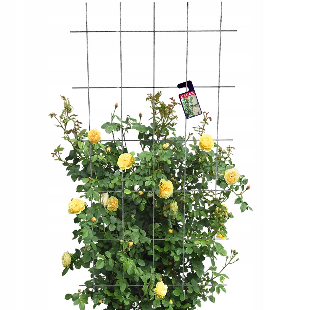 Scala per fiori KADAX, traliccio da giardino in metallo per piante rampicanti, 75x150 cm, resistente.