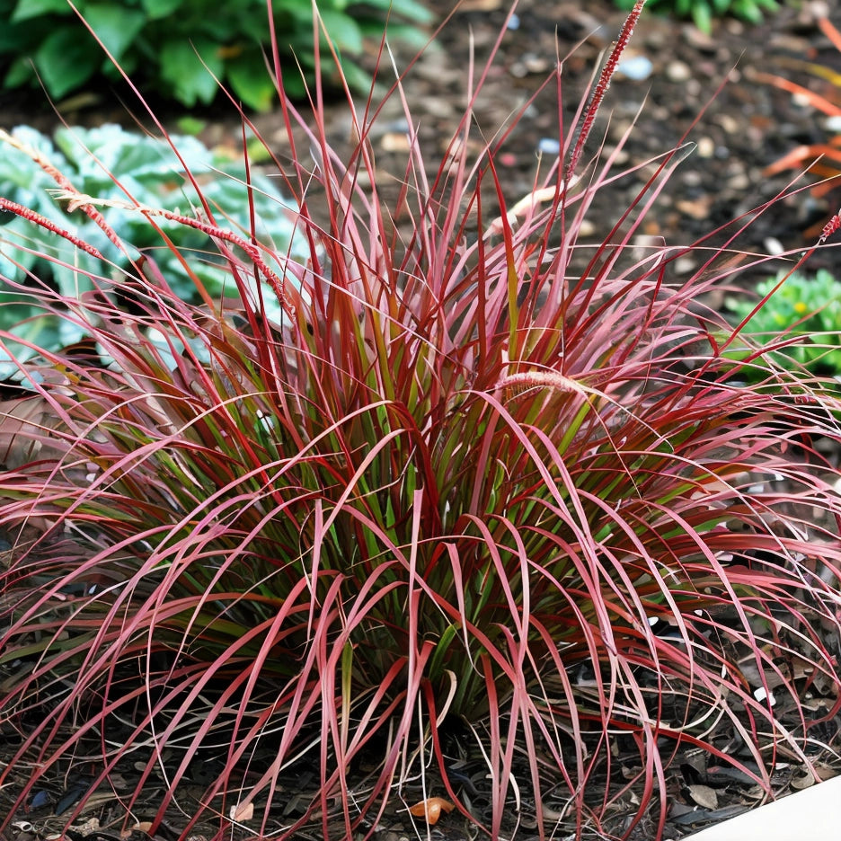 Gardenaria Pennisetum alopecuroides 'Red Head' - Graminacea ornamentale da esterno Altezza: 50 cm (vaso 17)