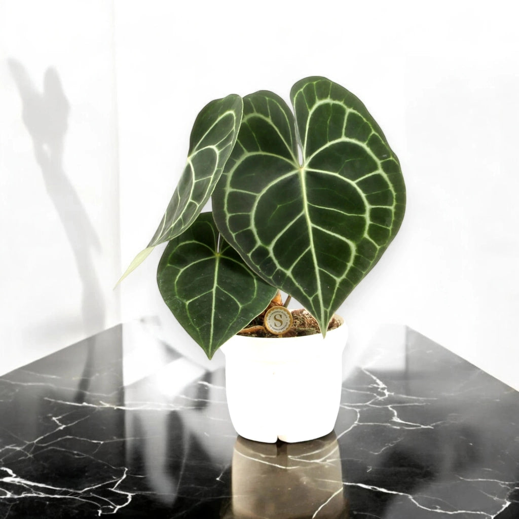 Gardenaria Anthurium clarinervium - Pianta da interno ornamentale Altezza: 30 cm (vaso 12)