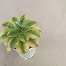 Aeonium arboreum f. luteum variegata vaso 14 cm – Succulenta