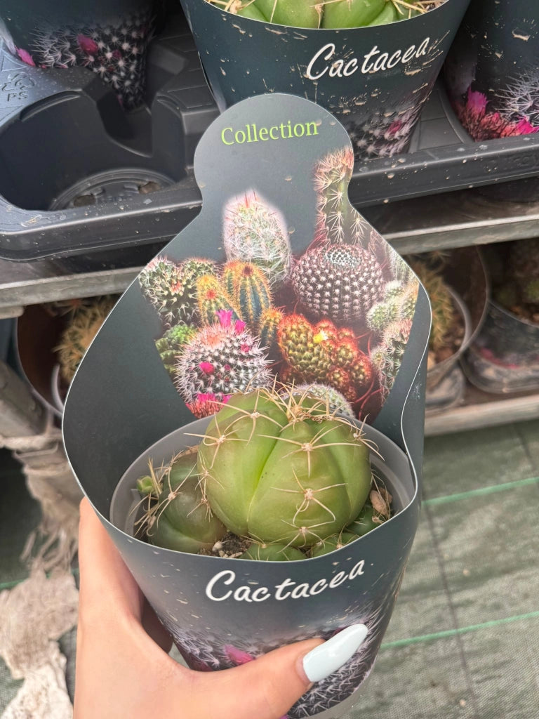 Puna incahuasi vaso 14 cm – Raro cactus