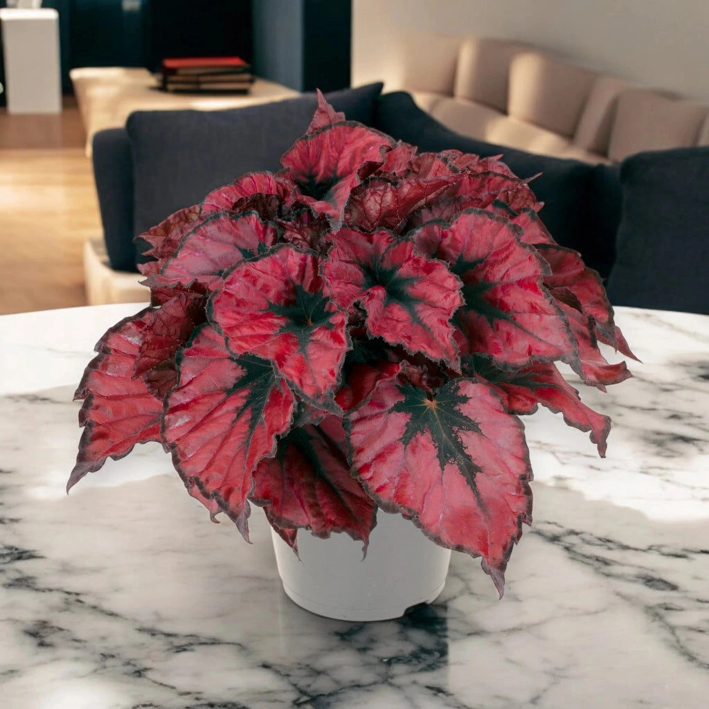 Gardenaria Begonia rex 'Kohala red' - Pianta da interno ornamentale Altezza: 25 cm (vaso 13)