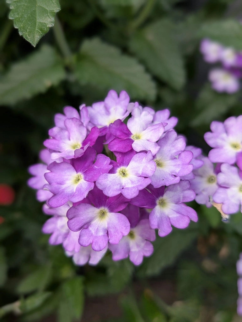 VERBENA ROSA VASO 18