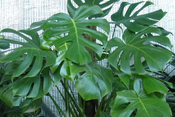 Philodendron Monstera deliciosa grande H 120cm foto reali