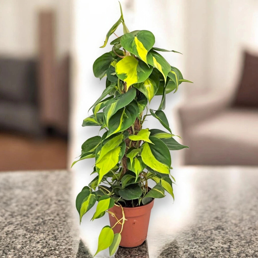 Gardenaria Philodendron scandens 'Brasil' - Pianta da interno ornamentale Altezza: 110 cm (vaso 24)