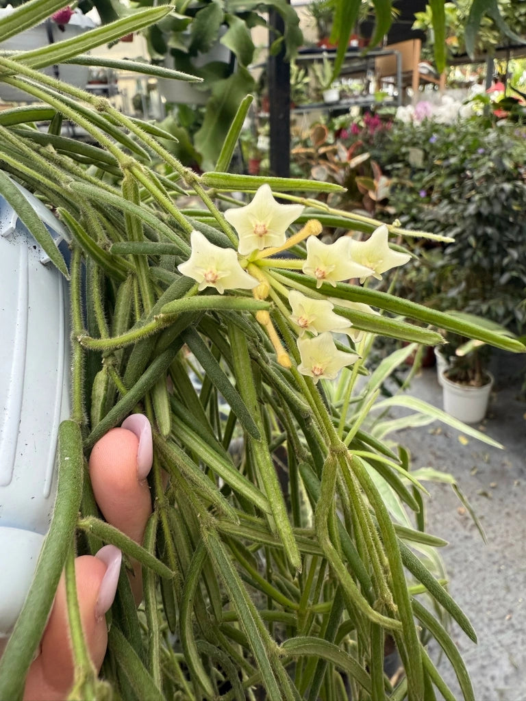Pianta di hoya linearis basket 12 fiore di cera