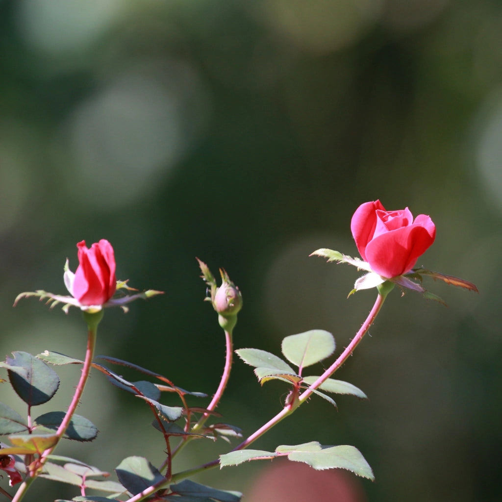Gardenaria Rosa 'Double Pink Knock Out' Meilland - Rosa da giardino Altezza: 30/40 cm (vaso19)
