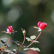 Gardenaria Rosa 'Double Pink Knock Out' Meilland - Rosa da giardino Altezza: 30/40 cm (vaso19)