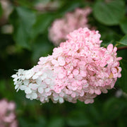 Gardenaria Ortensia - Hydrangea Paniculata 'Confetti' - Pianta acidofila ornamentale da esterno Altezza: 40/50 cm (vaso19)