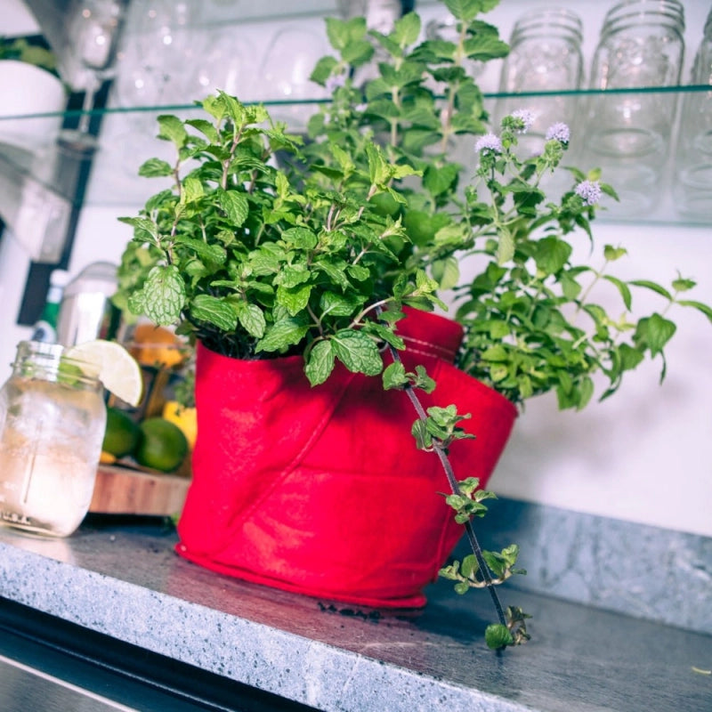 Vaso in tessuto per Erbe Aromatiche BloemBagz da 6 litri, con 3 tasche, colore Verde