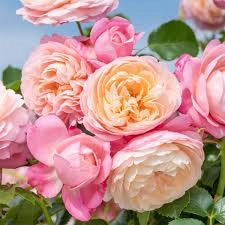 MEILLAND Rosa David Hockney giallo intenso rifiorente profumata vigorosa