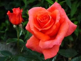 Rosa Anne Vanderlove: colore caldo e fioritura continua dal fascino delicato