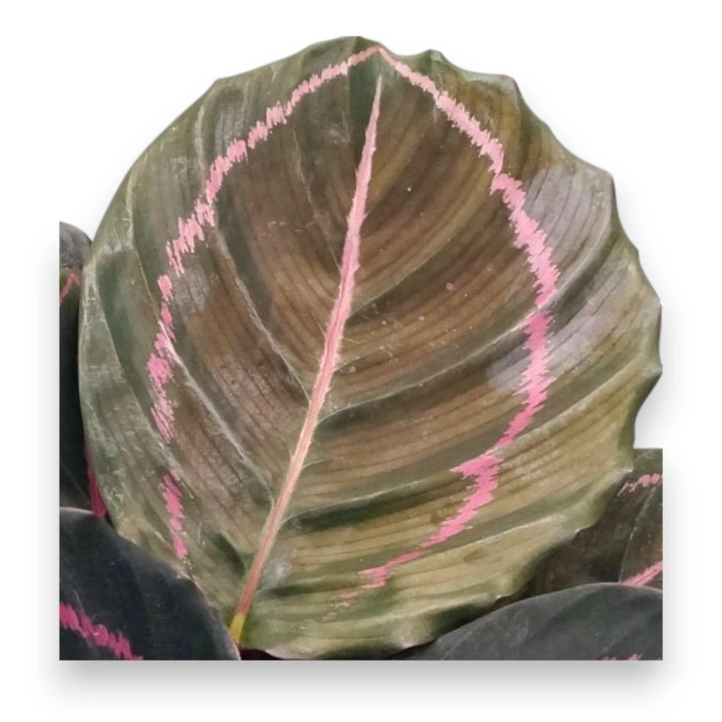Gardenaria Calathea roseopicta 'Dottie' - Pianta da interno ornamentale Altezza: 35 cm (vaso 12)