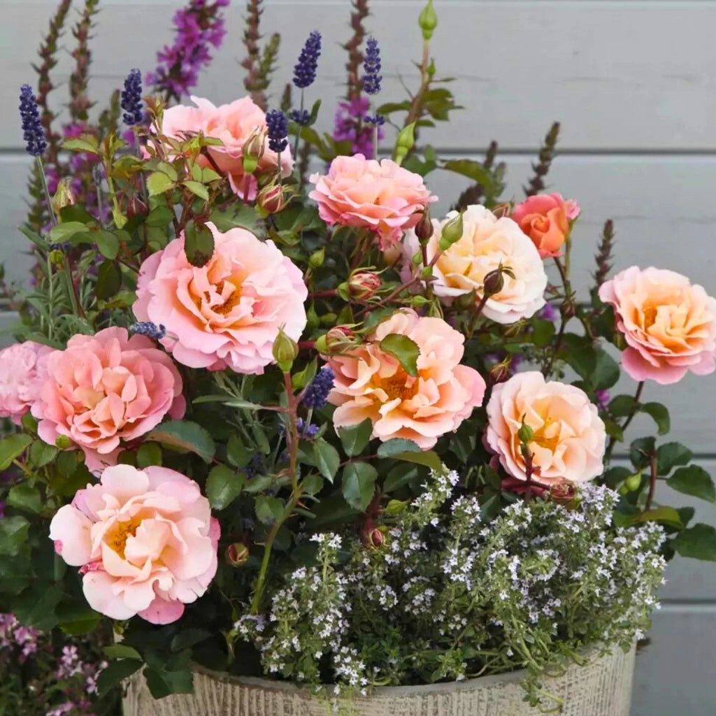 Gardenaria Rosa paesaggistica 'Cubana' - Rosa da giardino Altezza: 30/35 cm (vaso19)