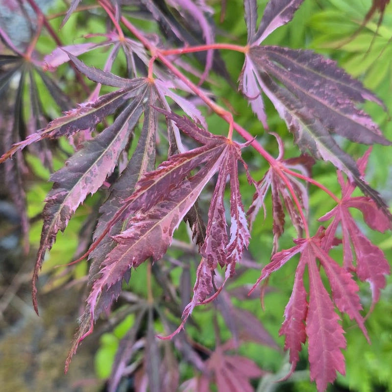 Acer palmatum ‘Extravaganza’ rosa – Acero giapponese ornamentale