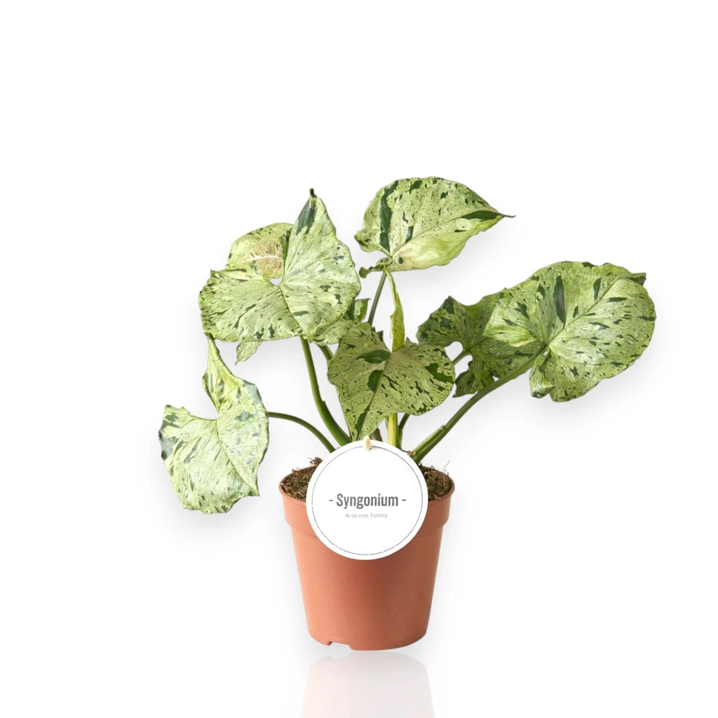 Gardenaria Syngonium 'Green splash' - Pianta da interno ornamentale Altezza: 25 cm (vaso 12)