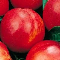 Pianta di Pesco Noce Prunus persica var. nucipersica Polpa Gialla, molto soda