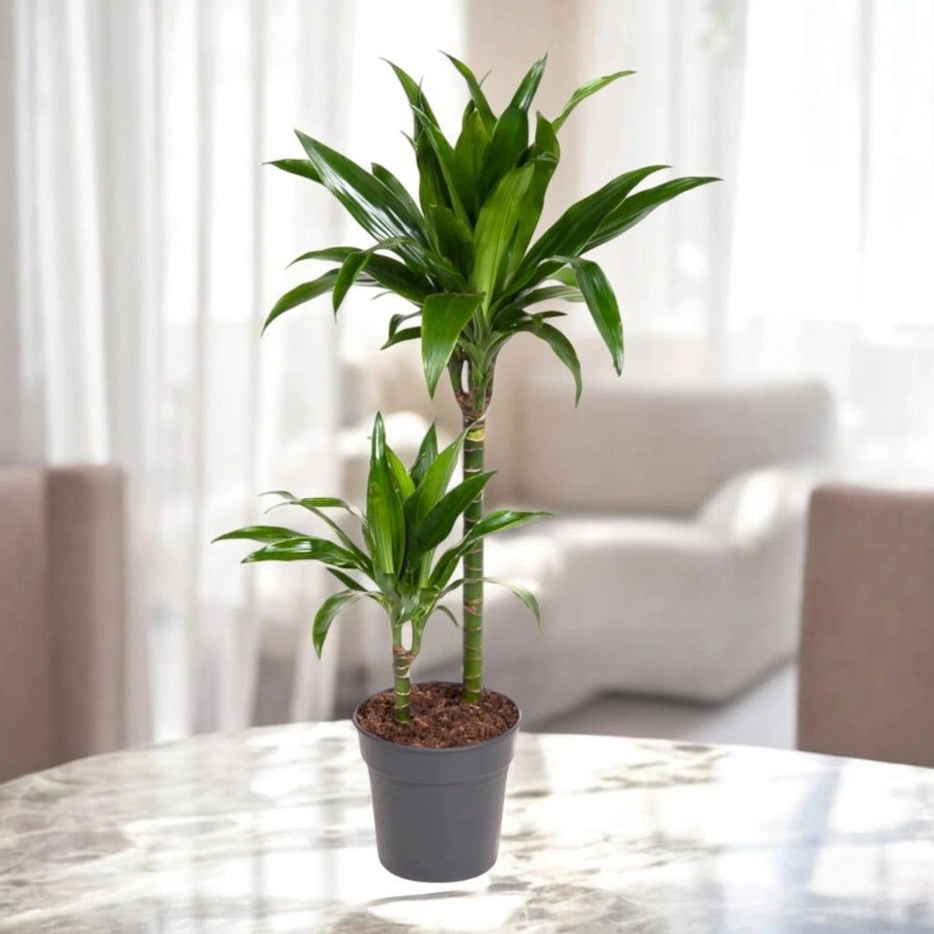 Gardenaria Dracaena fragrans 'Janet craig' - Pianta da interno ornamentale Altezza: 100 cm (vaso 24)
