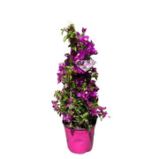 Pianta di BOUGANVILLEA SANDERIANA Piramide h 70 in vaso 18 cm AMDgarden