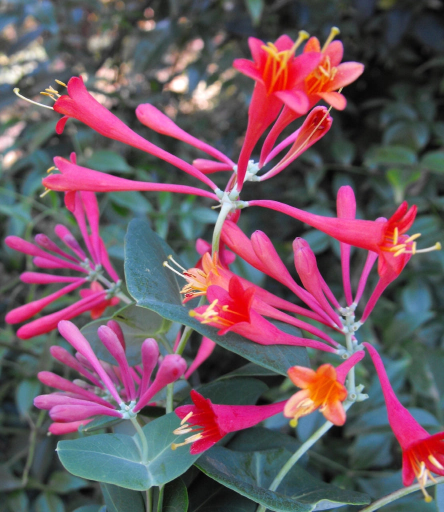 Gardenaria Caprifoglio - Lonicera brownii 'Dropmore Scarlet' - Pianta rampicante ornamentale da esterno Altezza: 100/125 cm (vaso19)