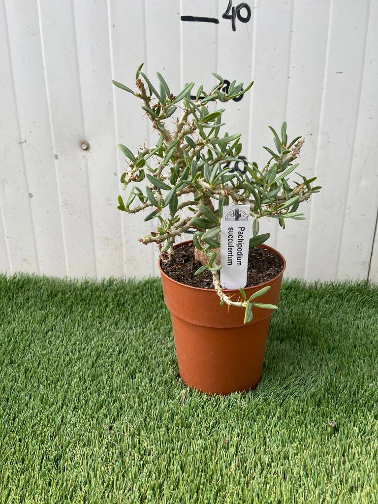 Pianta Grassa Pachypodium Succulentum, foto reali