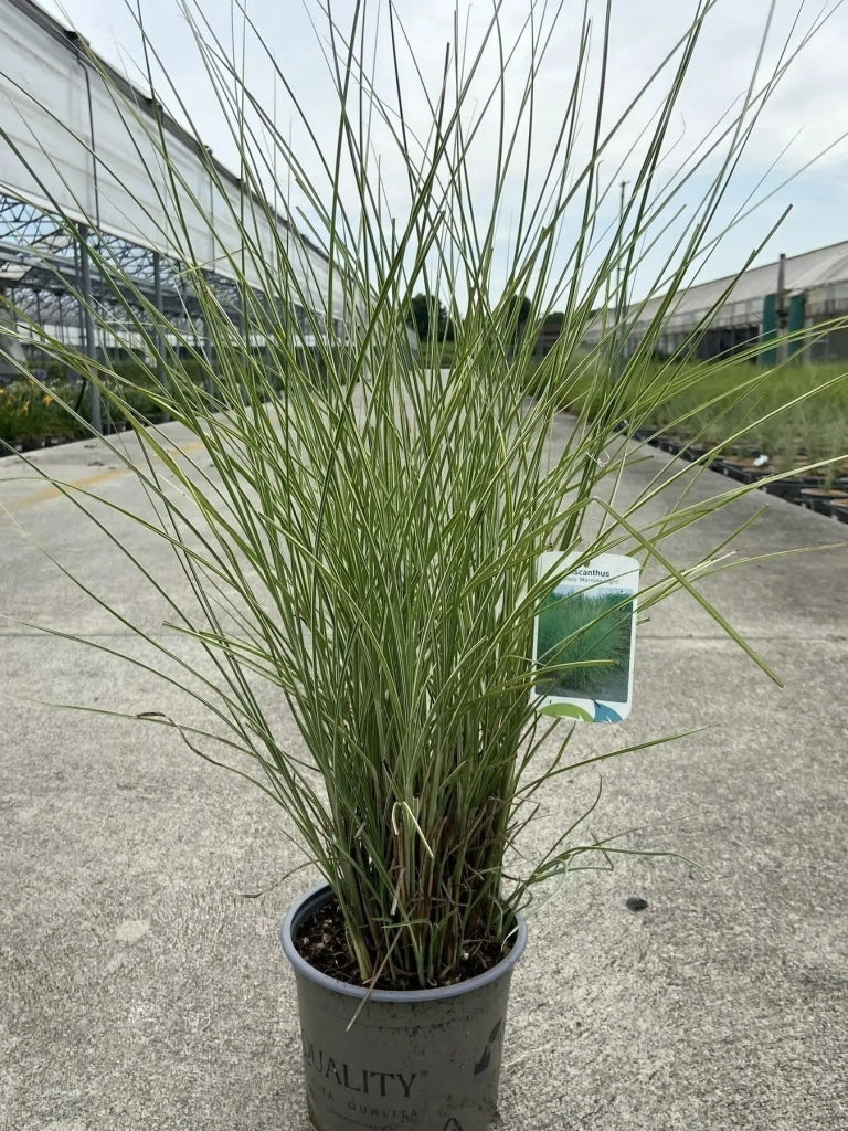 Gardenaria Miscanthus sinensis 'Morning Light' - Graminacea ornamentale da esterno Altezza: 100 cm (vaso 24)