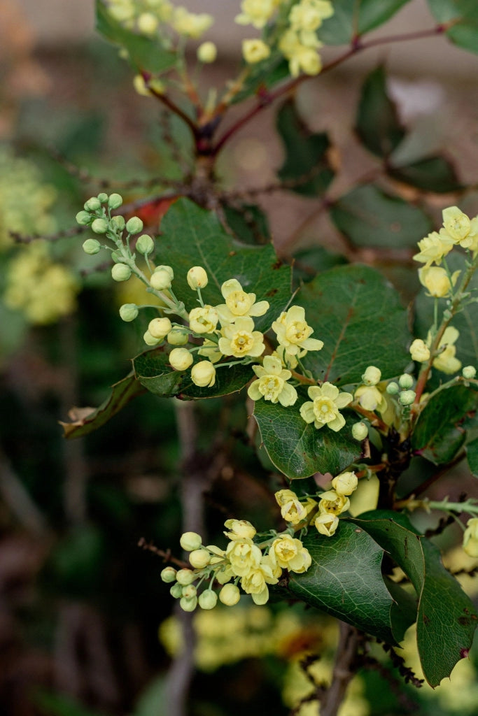 MAHONIA FORTUNEI (MAONIA) VASO 18